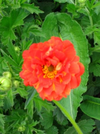 Geum
