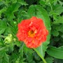 Geum