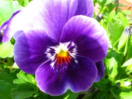 Viola