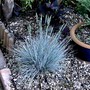 Fetuca glauca (Festuca glauca (Blue fescue))