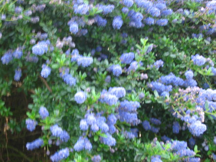 Ceanothus