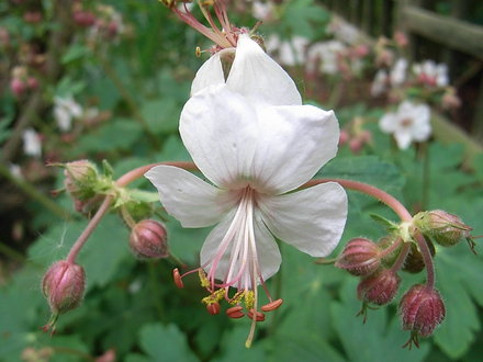 Geranium macrorhizum 'Snow Sprite' (Geranium macrorhizum)