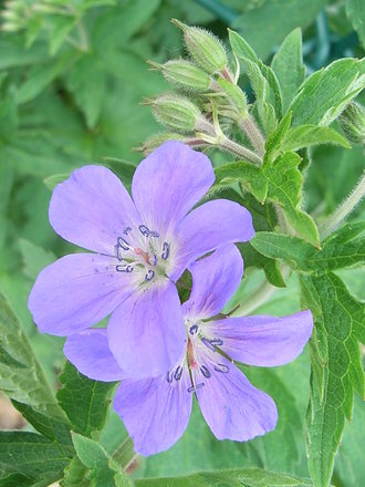 Geranium sylvaticum 'Mayflower' (Geranium sylvaticum 'Mayflower')