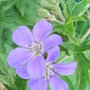 Geranium_sylvaticum__mayflower_