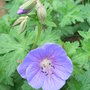 Geranium_himalayense
