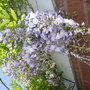 wisteria (wisteria)