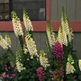 Foxglove