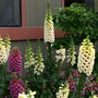 Foxglove
