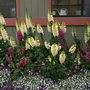 Foxglove