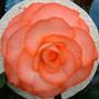 Dlt_mrs_e