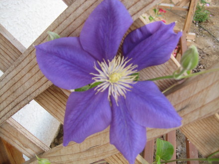 Clematis Franzsiska Marie (Clematis Franzsiska Marie)