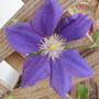 Clematis Franzsiska Marie (Clematis Franzsiska Marie)