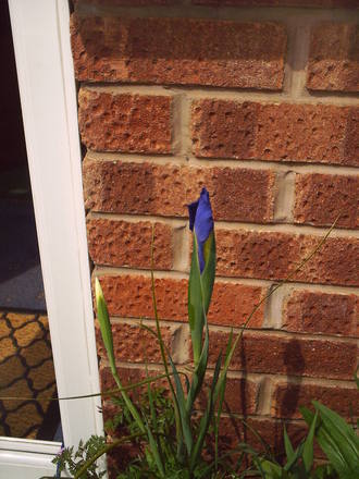 iris_purple_10_may.jpg