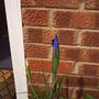 Iris_purple_10_may