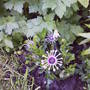 Cape_daisy
