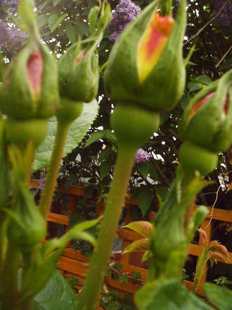 climbing_rose_in_buds.jpg