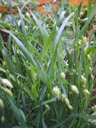 grass_quaking.jpg