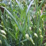 Grass_quaking