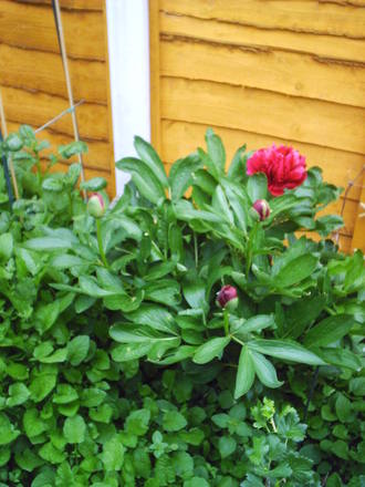 peony.jpg