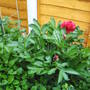 Peony