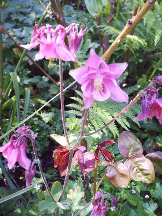 pink_aquilegia.jpg