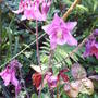 Pink_aquilegia