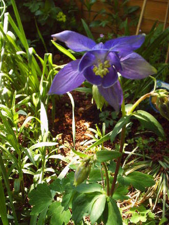 purple_aquilegia.jpg