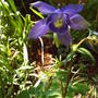 Purple_aquilegia