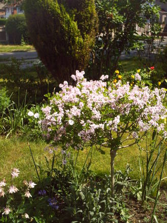 standard_lilac.jpg