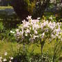 Standard_lilac