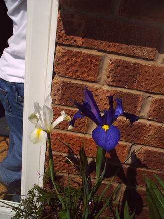 white_and_purple_iris.jpg