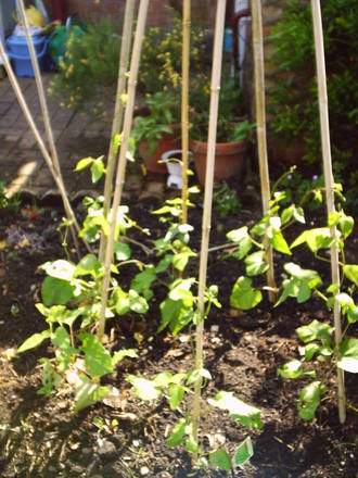 runner_beans.jpg