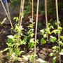 Runner_beans
