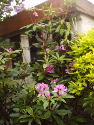 set_of_pinks.jpg