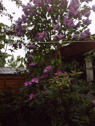 again_lilac_and_rhodo.jpg