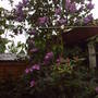 Again_lilac_and_rhodo