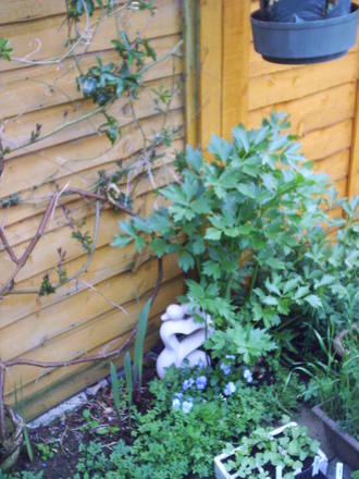 plants_in_the_kissing_couple.jpg
