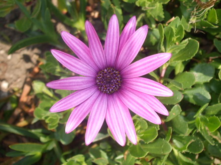 A garden flower photo (osteospurmum)