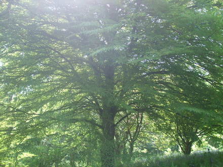 fern leaf beech (fagus)