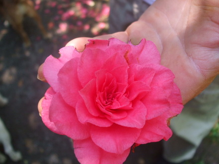 camellia