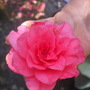 Dscf0674