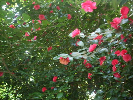 camellia