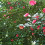 Dscf0673