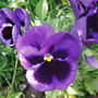 Pansy