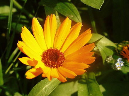 Marigold