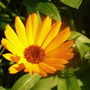Marigold