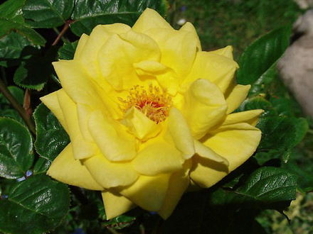 First roses