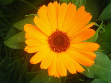 Marigold