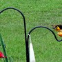 Baltimore_northern_oriole