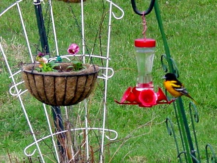 Baltimore Northern Oriole